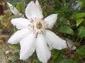 Jackman Clematis / Clematis x jackmanii